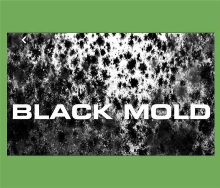 Black mold with the words “black mold” on top